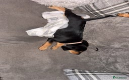 Mixed Breed dogs for sale: Beagle X Cocker Spaniel - Image 4