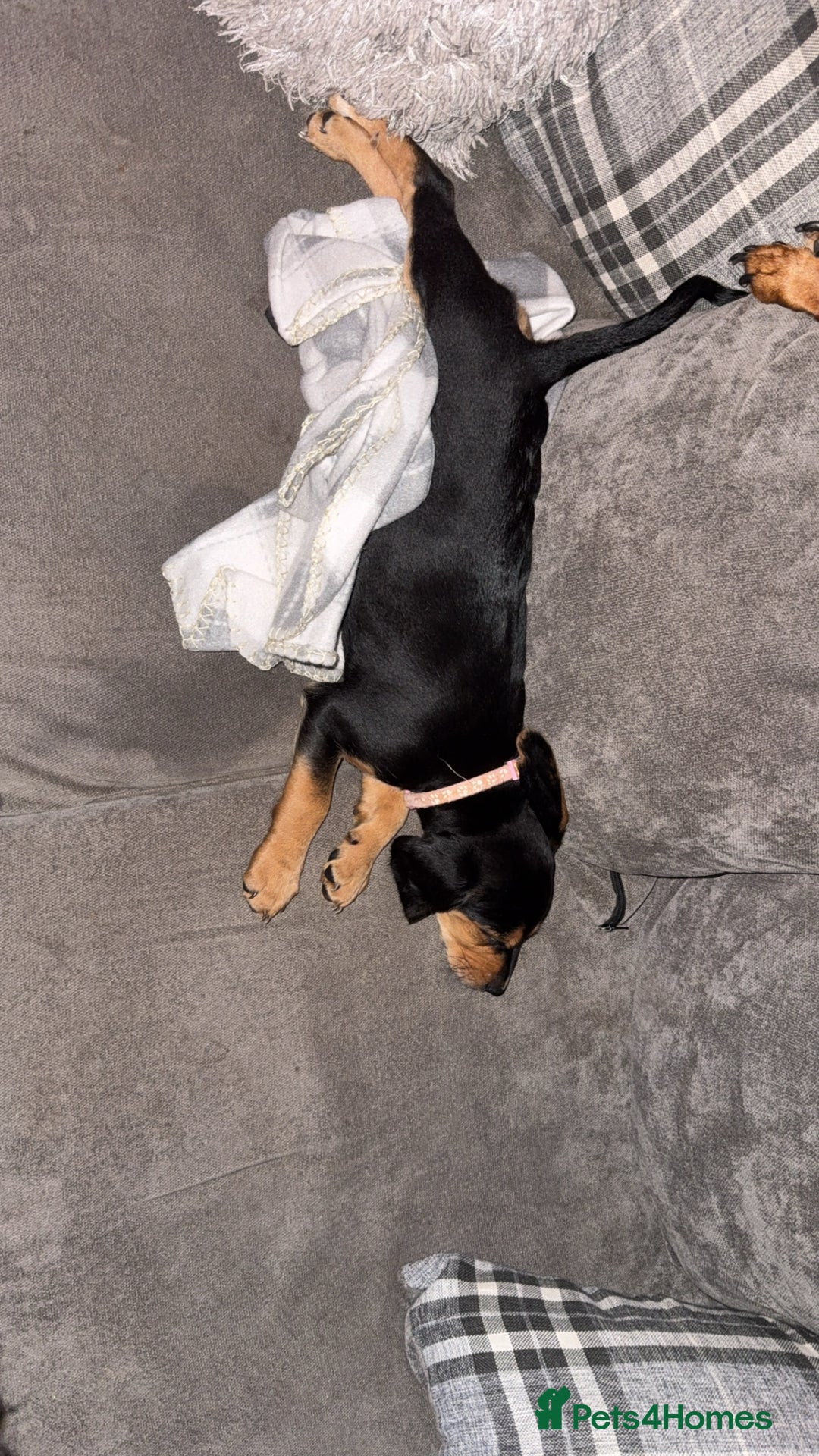 Mixed Breed dogs for sale: Beagle X Cocker Spaniel - Image 4