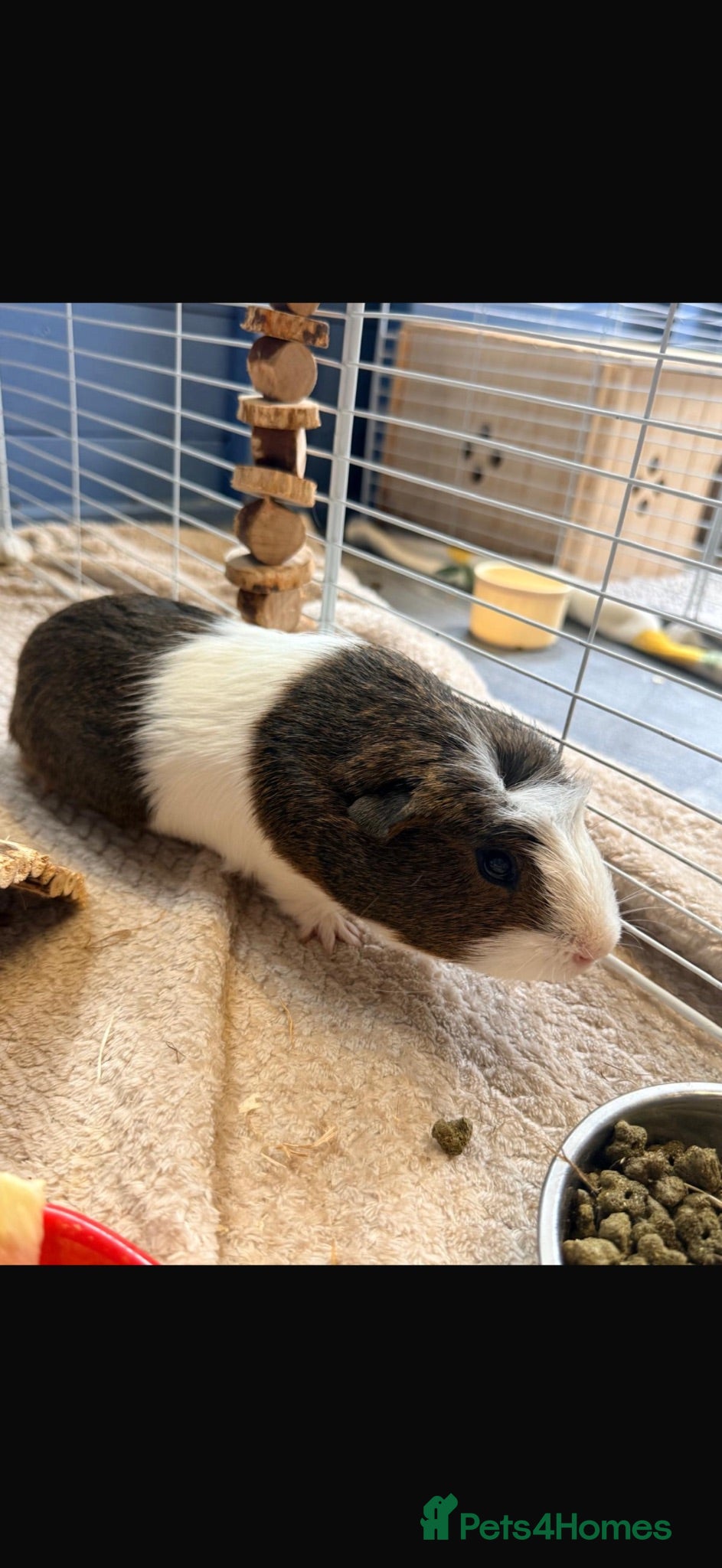Guinea Pig rodents 2 male guinea pigs  - Advert 1