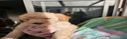 Mini Goldendoodle dogs for sale: Mini Goldendoodle Puppies - Advert 15