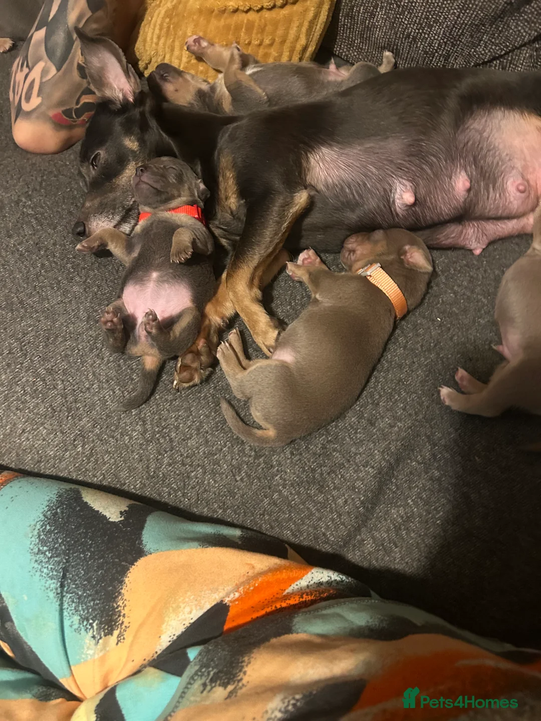 Jack Russell dogs for sale: Jack Russel puppies  - Advert 14