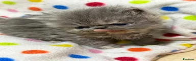Female blue cream Persian 
