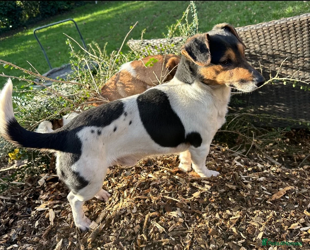 Mixed Breed dogs for sale: Beautiful Jack Russell x puppies - Advert 2