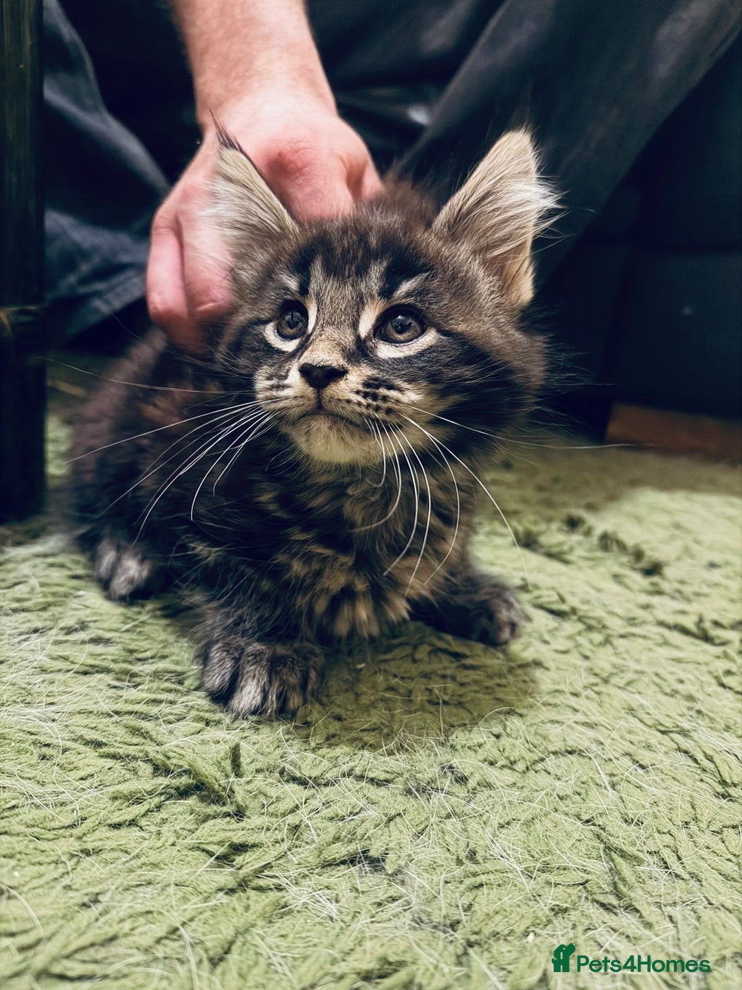 Maine Coon cats for sale:  Maine Coon Kittens – 3 Boys Available  - Advert 5