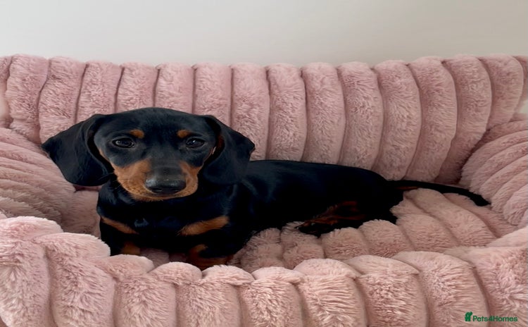 Miniature Dachshund dogs - Advert 2