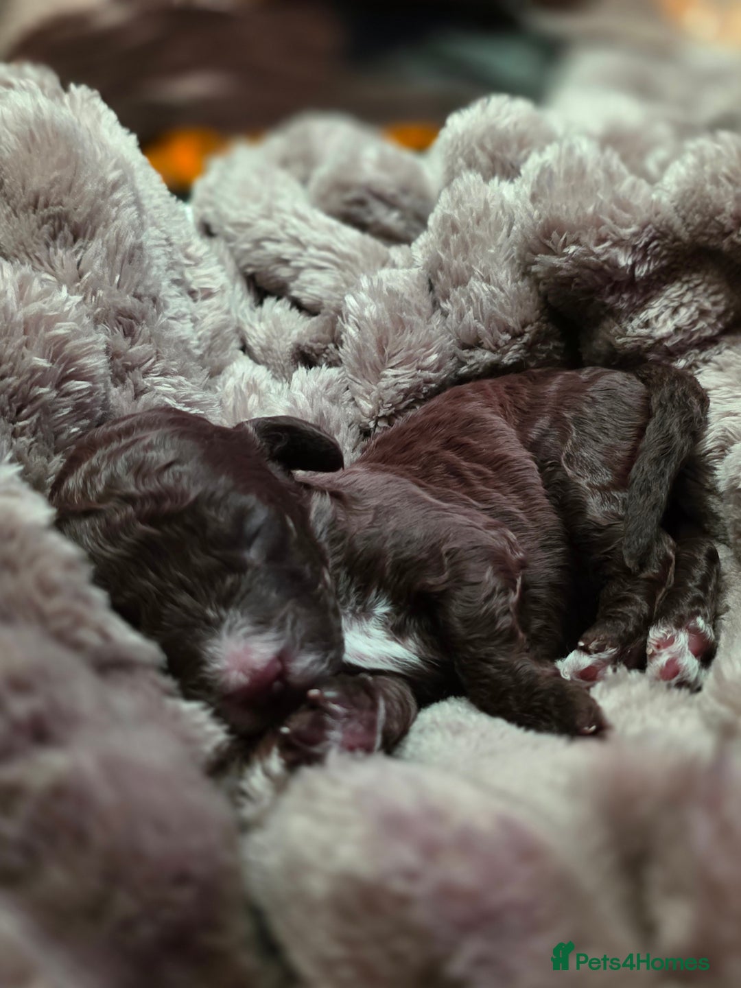 Cockapoo dogs for sale: ✨ Beautiful F2 Multi-Gen Cockapoo Puppies 4 Left - Image 10