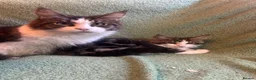 Maine Coon cats for sale: TICA registered Maine coons.  - Advert 2