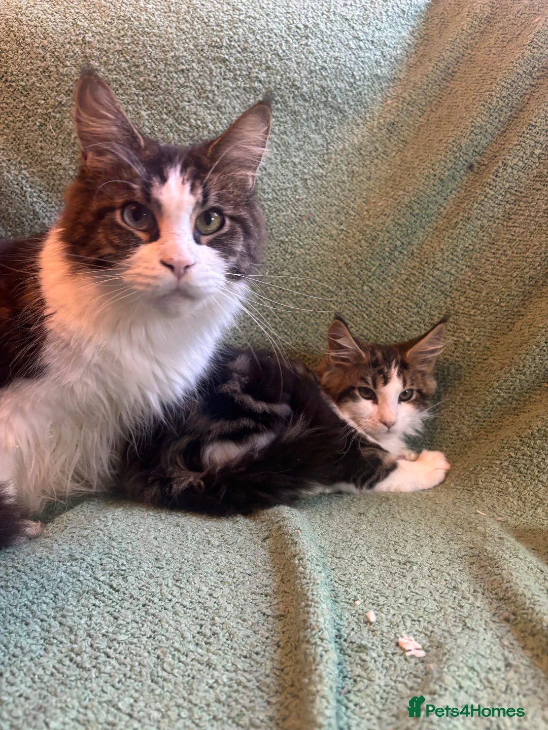 Maine Coon cats for sale: TICA registered Maine coons.  - Advert 2
