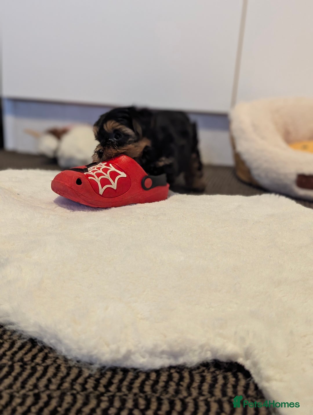 Yorkshire Terrier dogs for sale: Adorable Yorkshire terrier puppies available  - Image 16