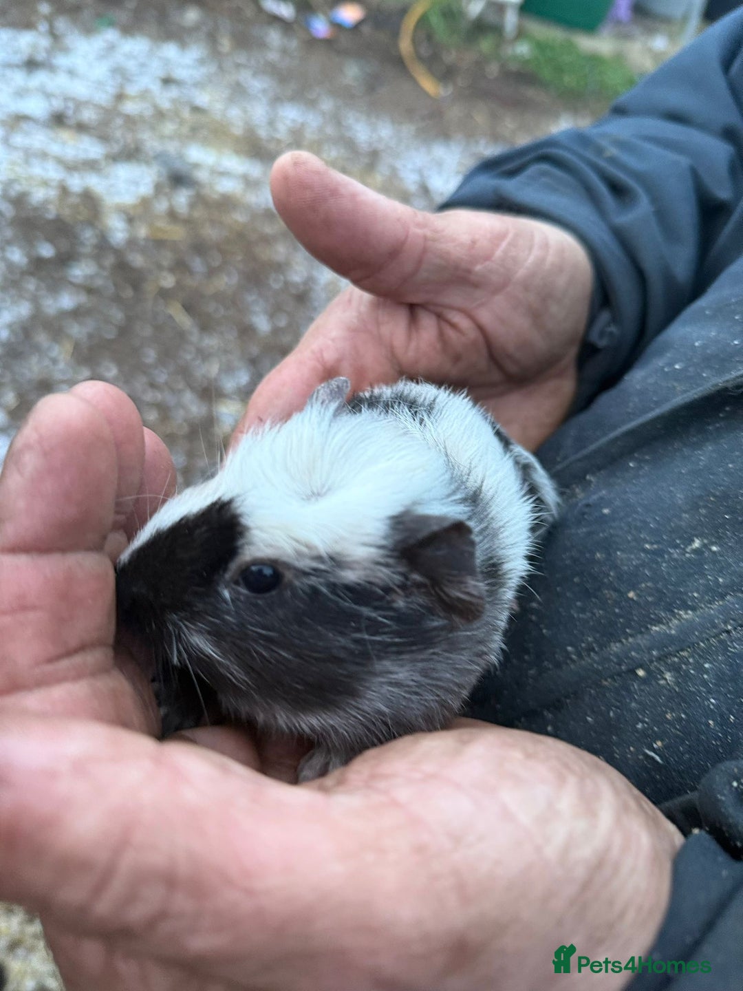 Guinea Pig rodents for sale: 20 lovely guinea pigs for sale  - Advert 10