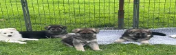German Shepherd dogs for sale: Gorgeous German Shepherd Puppies - Advert 13