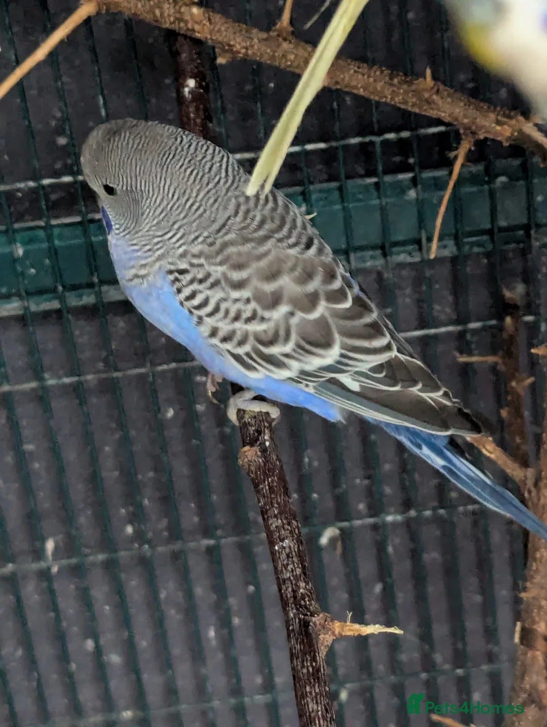 Budgerigars birds for sale: Baby budgies  - Advert 5