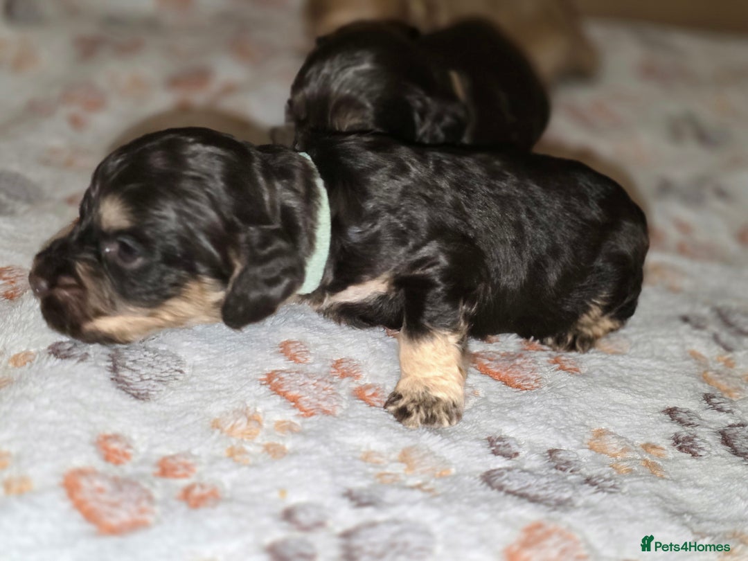 Cockapoo dogs for sale: Stunning f1b cockapoo puppies - Image 13