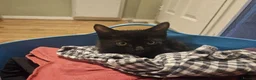 Mixed Breed cats for sale: One extremely lovable boy  - Advert 3
