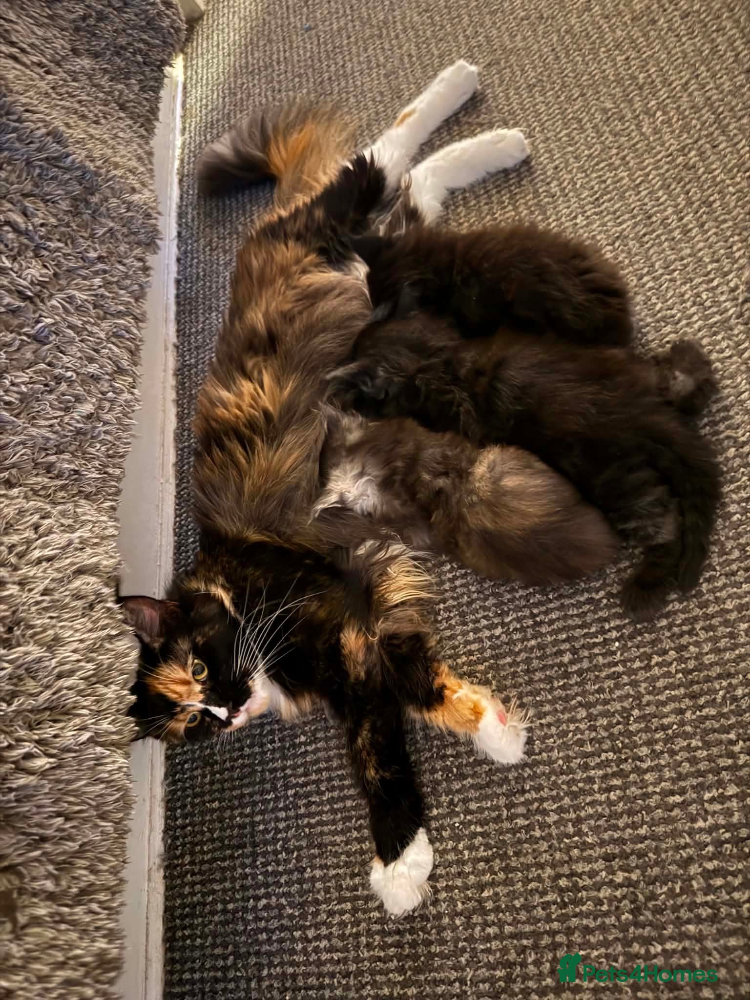 Maine Coon cats Beautiful Maine Coon kittens - Advert 2