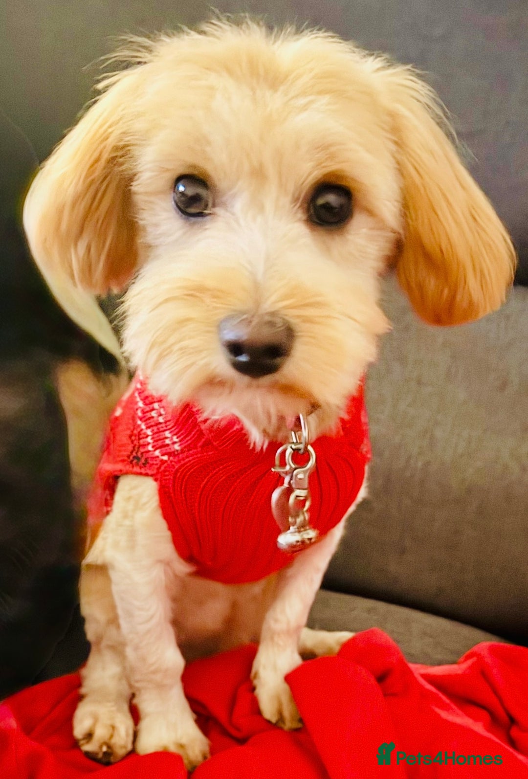 Maltipoo dogs for sale: Looking for her forever home  - Advert 2