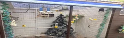 Mixed Breed birds for sale: Mixed avrariy  - Advert 1