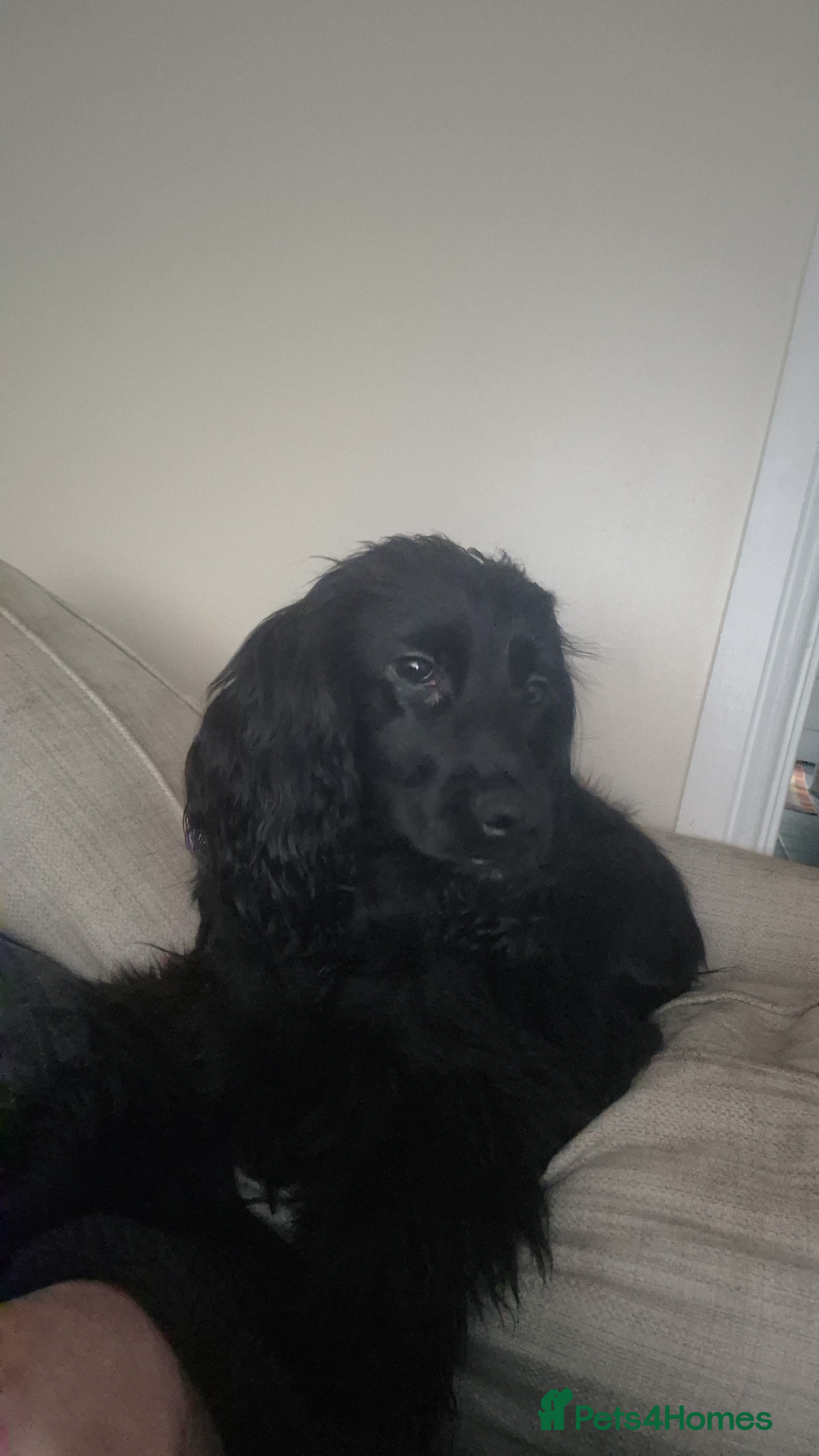 Cocker Spaniel dogs Cocker Spaniel  - Advert 12