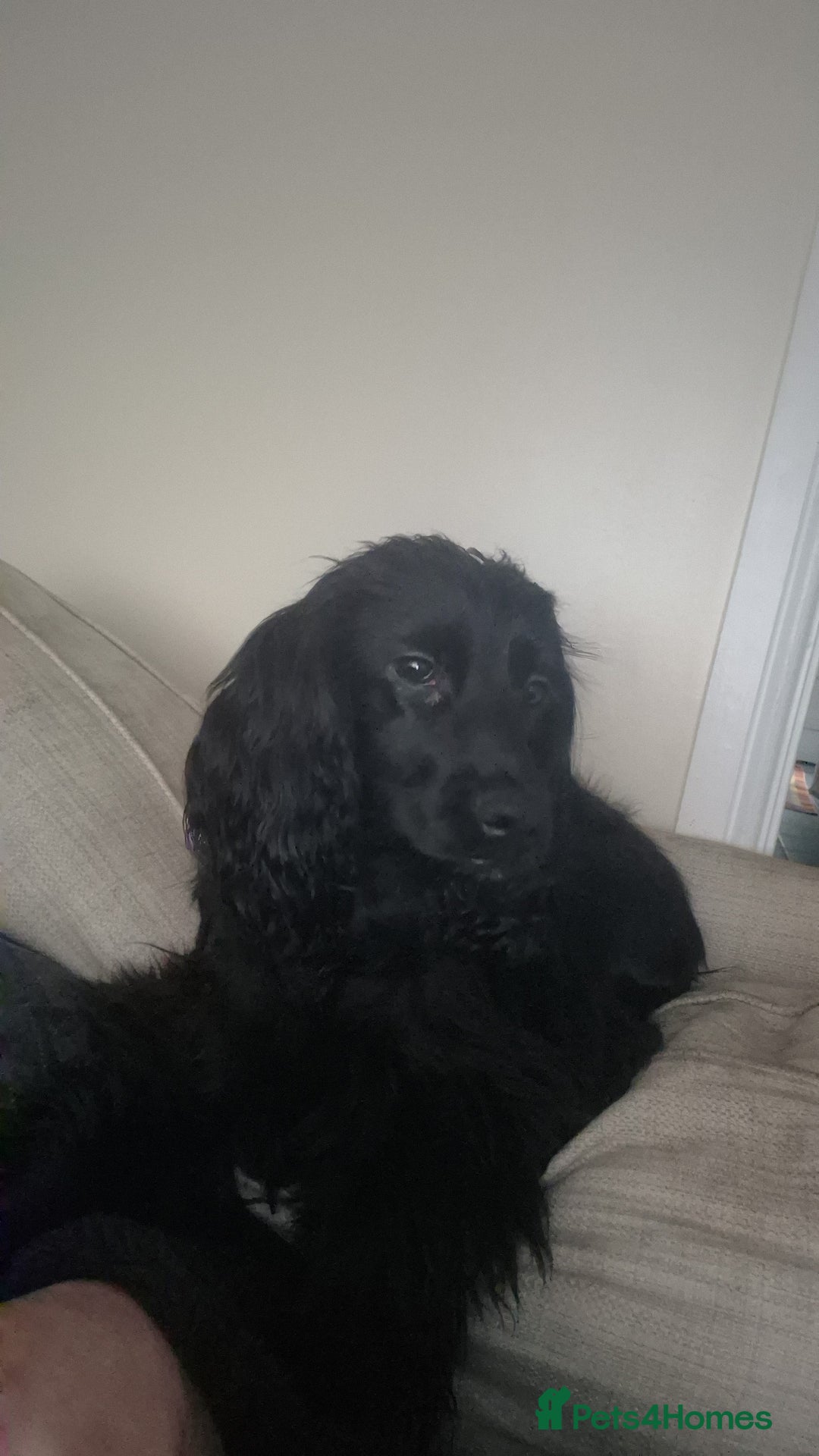 Cocker Spaniel dogs for sale: Cocker Spaniel  - Advert 1