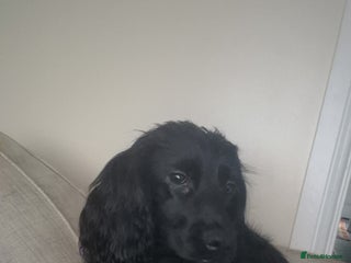 Cocker Spaniel dogs Cocker Spaniel - Advert 14