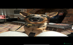 German Shepherd dogs for stud: German shepherd x Malinois for stud - Image 1