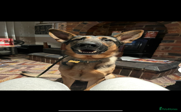 German Shepherd dogs - Advert 1