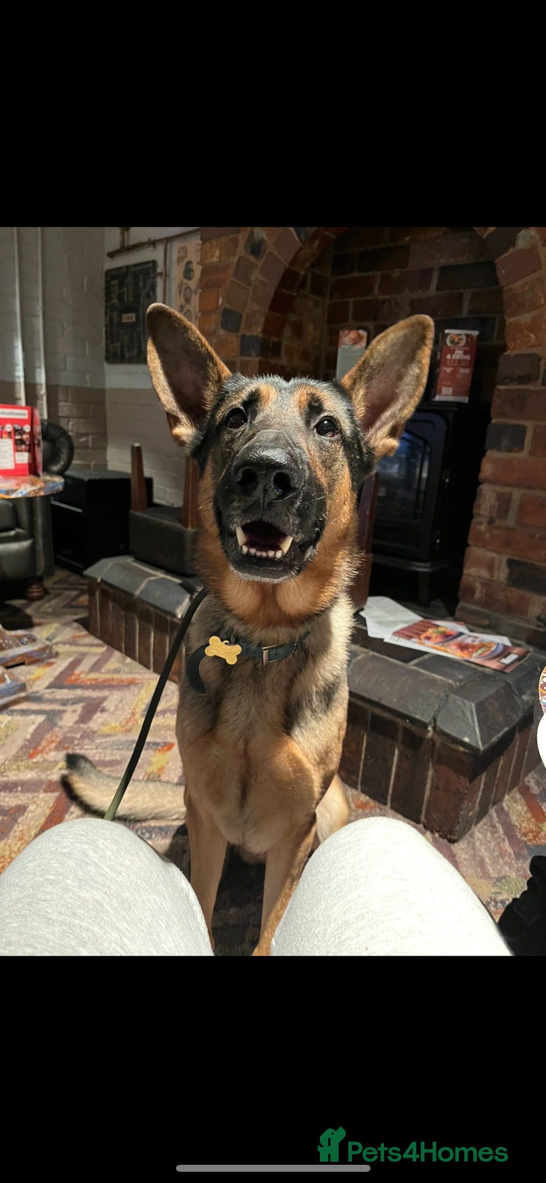 German Shepherd dogs for stud: German shepherd x Malinois for stud - Image 1