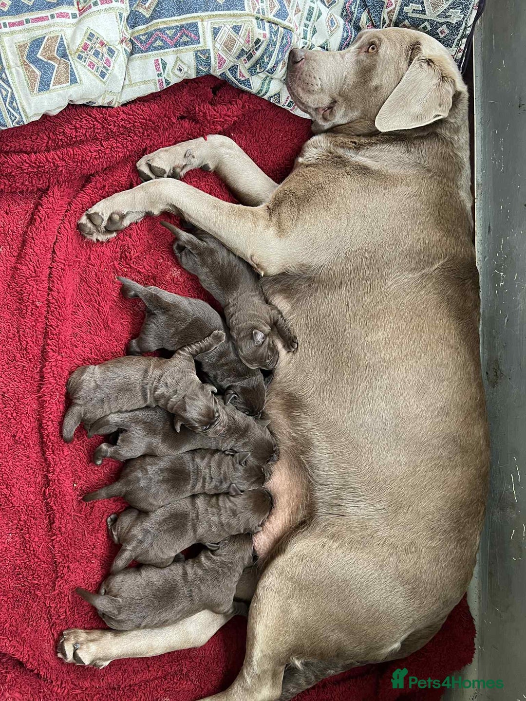 Labrador Retriever dogs for sale: KC SILVER/CHOCOLATE PEDIGREE LABRADOR PUPIES - Image 9