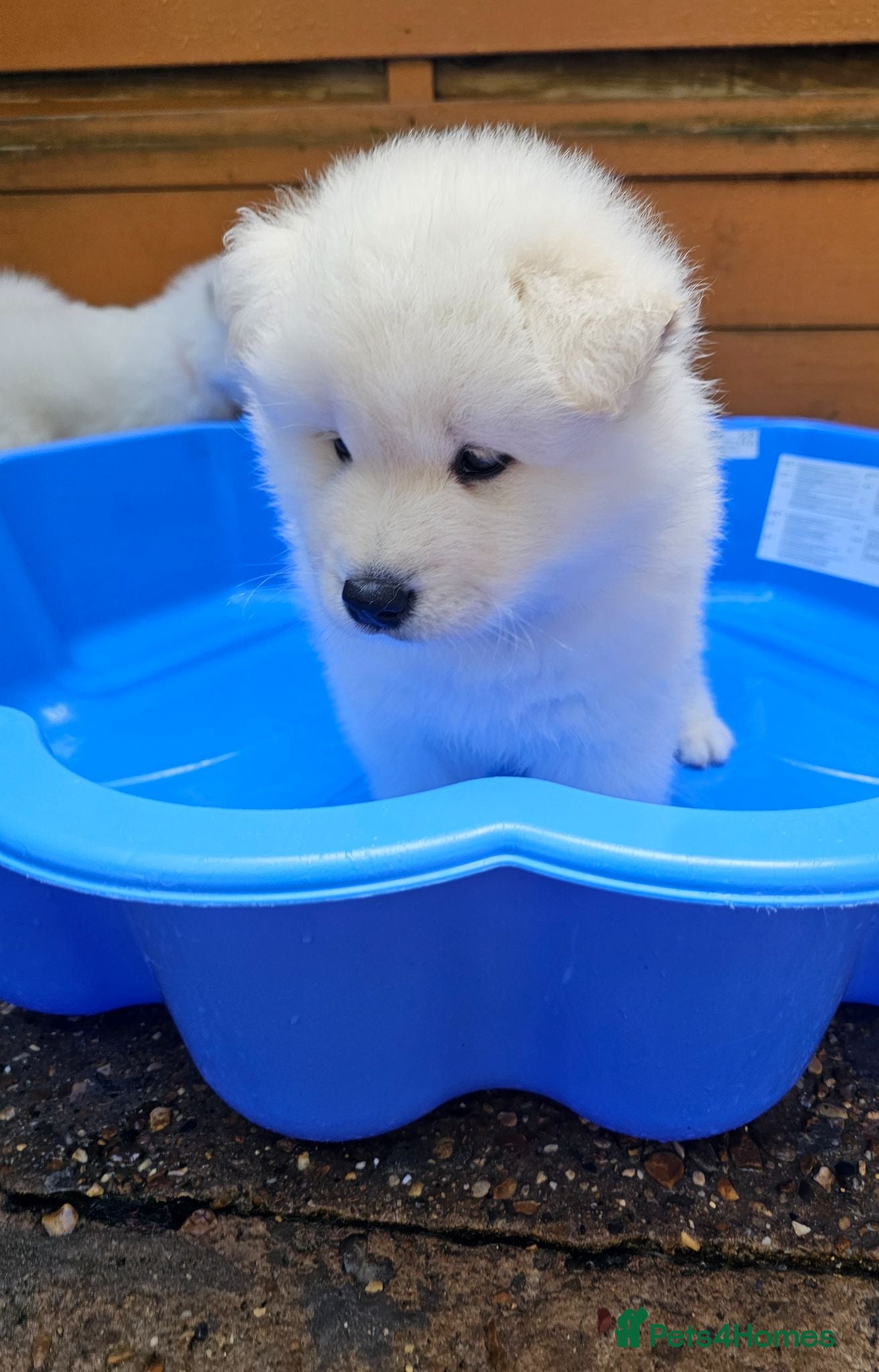 Samoyed dogs Adorable Samoyed puppies  - Advert 2