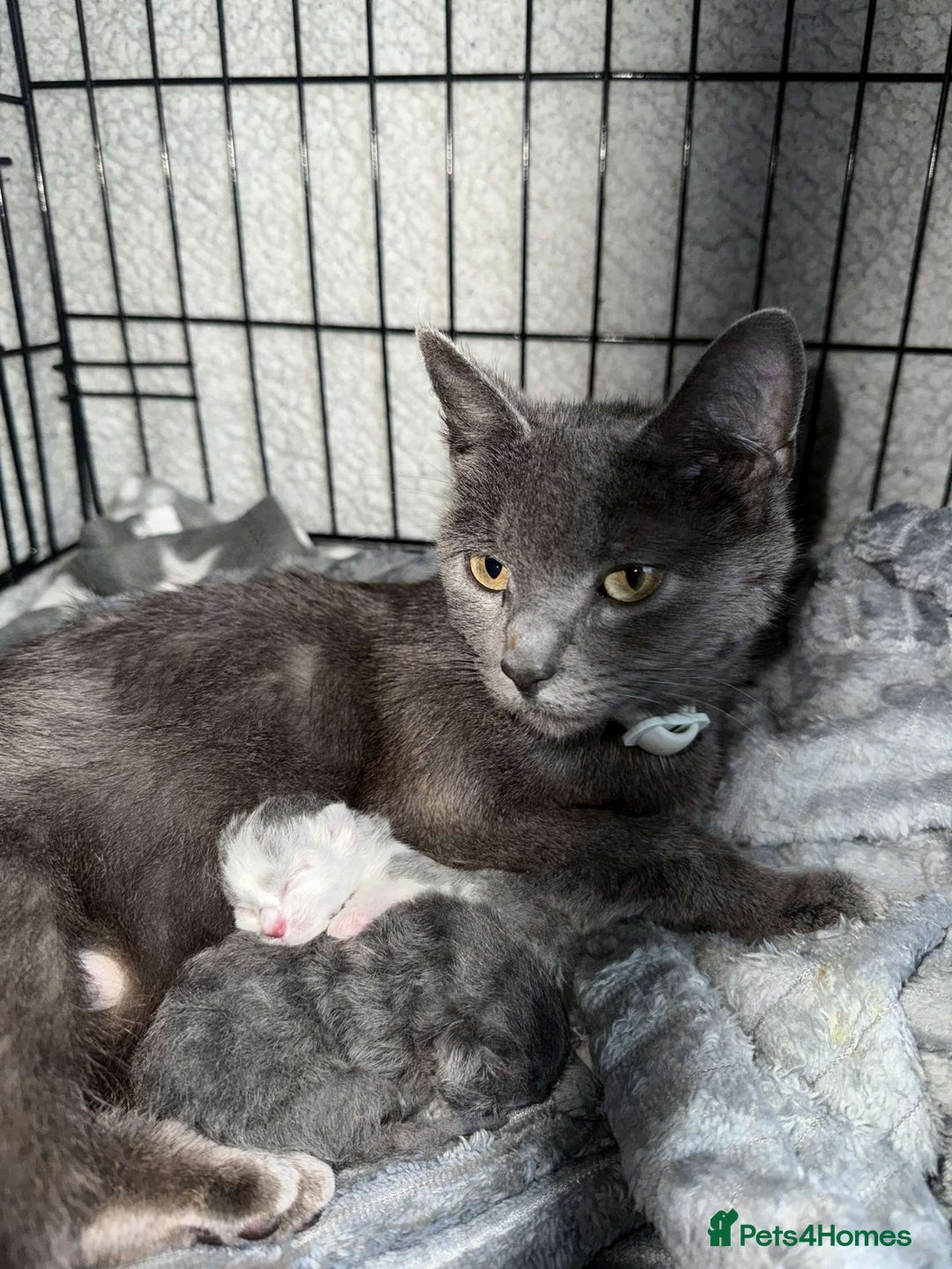 British Shorthair cats for sale: 5 month old kitten  - Advert 3