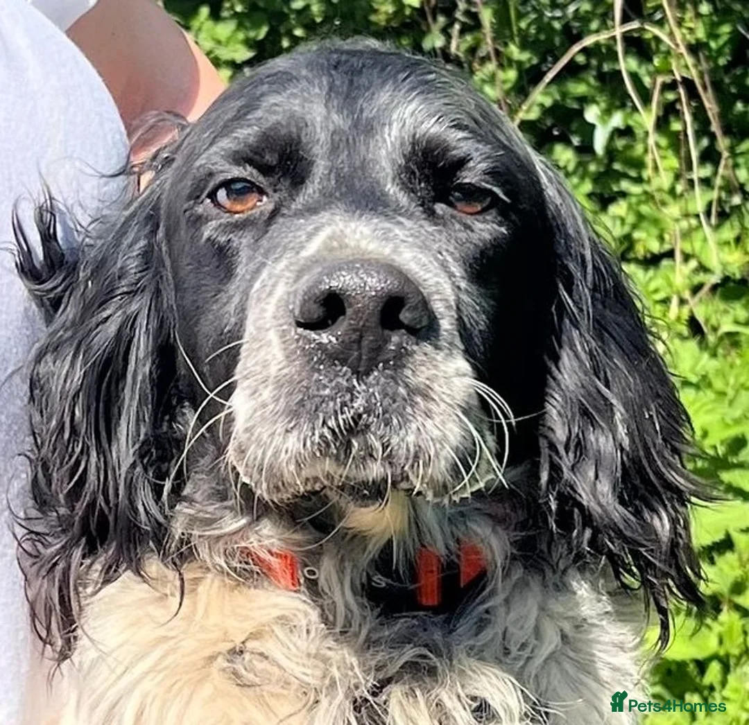 English Setter dogs for adoption: Zeus  in Penryn - Advert 1