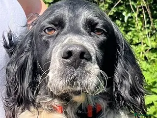 English Setter dogs Zeus - Advert 13