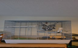 Rat rodents for sale: Male rat Looking for home - Advert 2