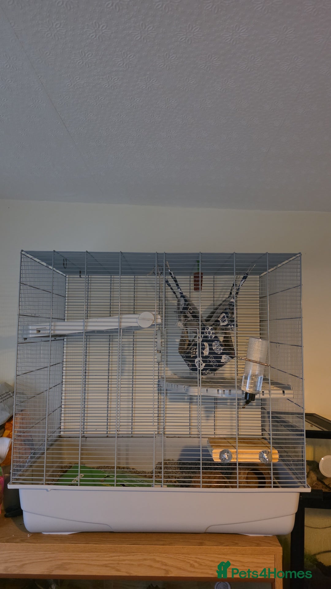 Rat rodents for sale: Male rat Looking for home - Advert 2