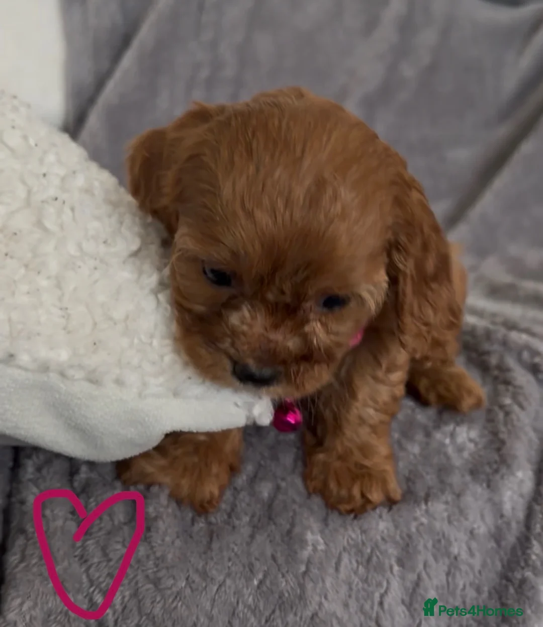 Cavapoo dogs for sale: F1 Cavapoo puppies. Boys and Girls available  - Advert 2