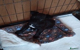 Patterjack dogs for sale: Patterdale X jack Russel  in Stoke-on-Trent - Image 1