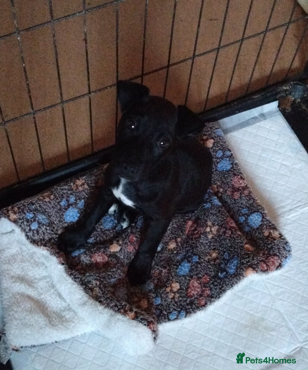 Patterjack dogs for sale: Patterdale X jack Russel  in Stoke-on-Trent - Image 1