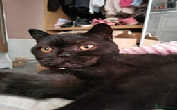 British Shorthair cats for sale: BEAUTIFUL BRITISH LONGHAIR/SHORTHAIR KITTENS - Image 12