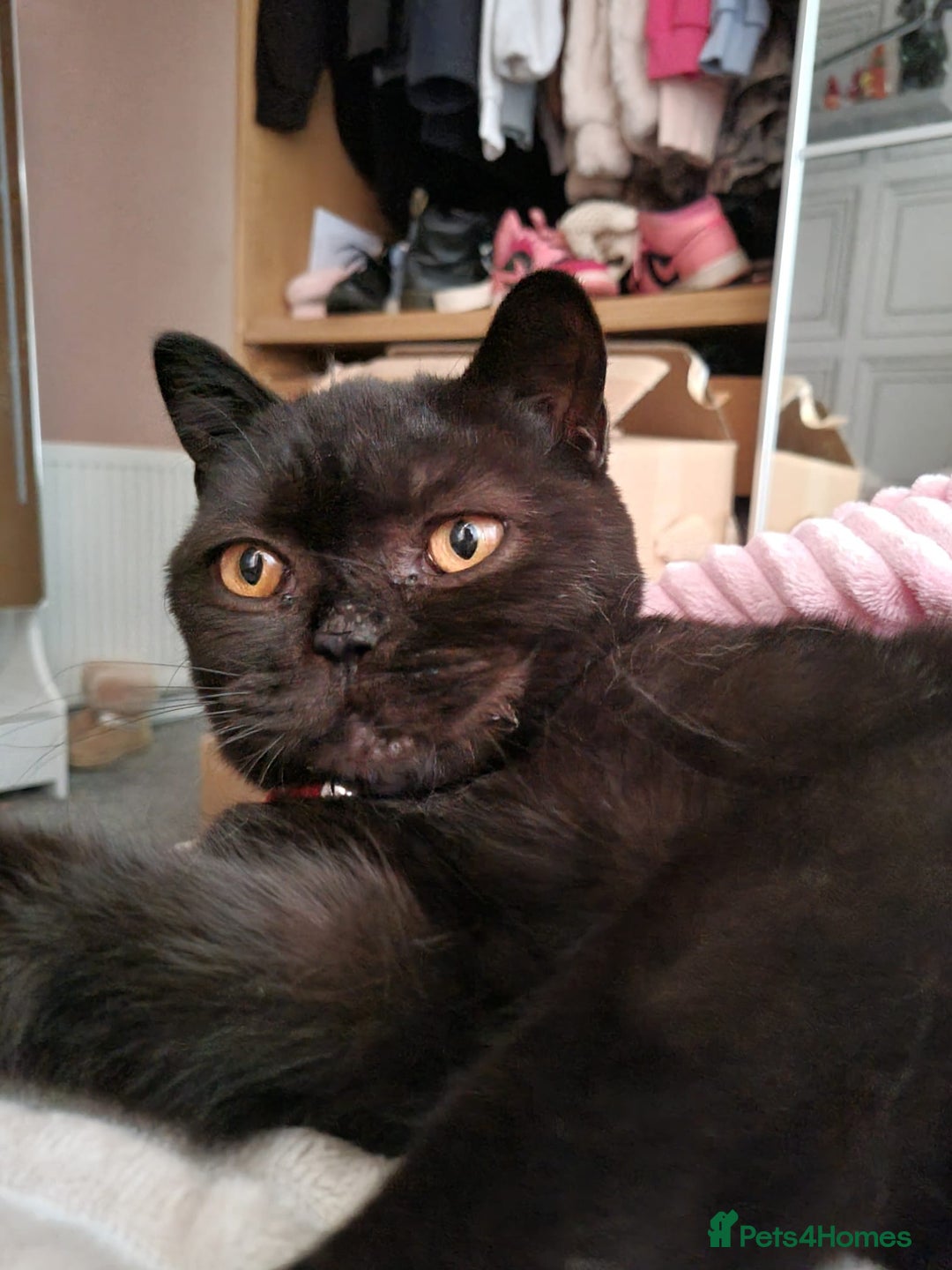 British Shorthair cats for sale: BEAUTIFUL BRITISH LONGHAIR/SHORTHAIR KITTENS - Image 12