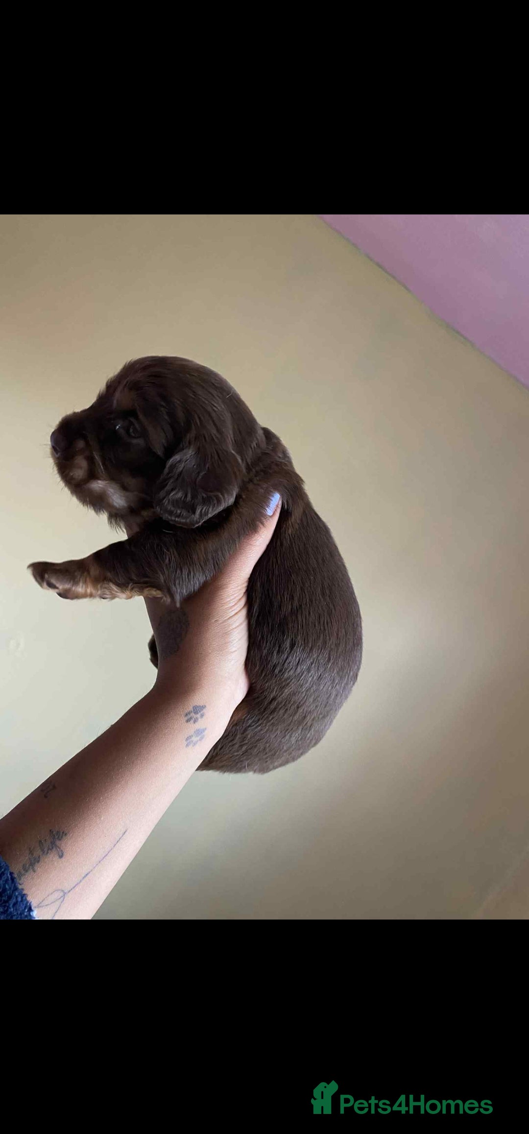 Dachshund dogs for sale: Miniature Dachshund cross pup - Image 11
