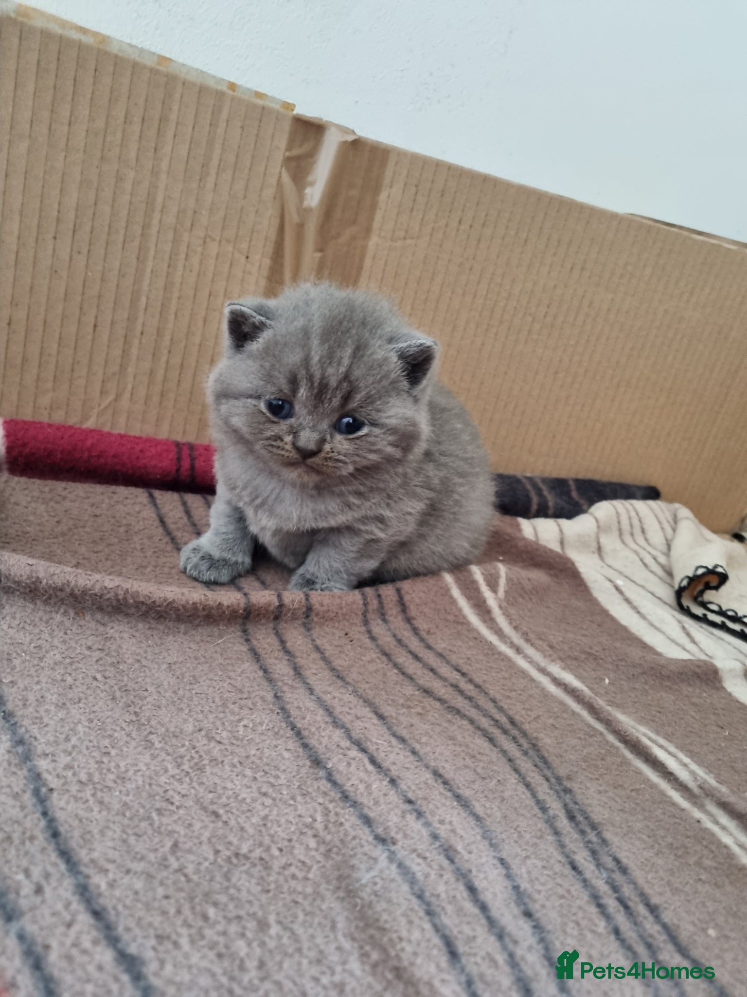 British Shorthair cats 4 Pedigree British Shorthair Kittens for sale - Advert 4