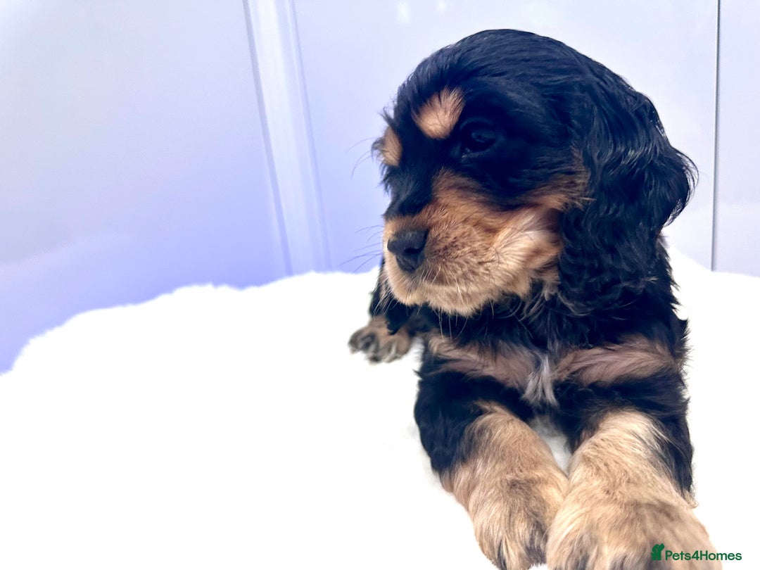 Cocker Spaniel dogs for sale: GORGEOUS, CH LINE, HEALTH TESTED SHOW COCKERS 💕 - Advert 14