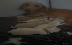 Miniature Dachshund dogs for sale: English creams miniature dachshunds  - Image 24