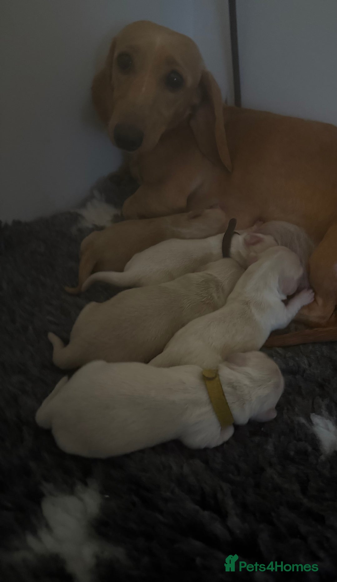 Miniature Dachshund dogs for sale: English creams miniature dachshunds  - Image 24