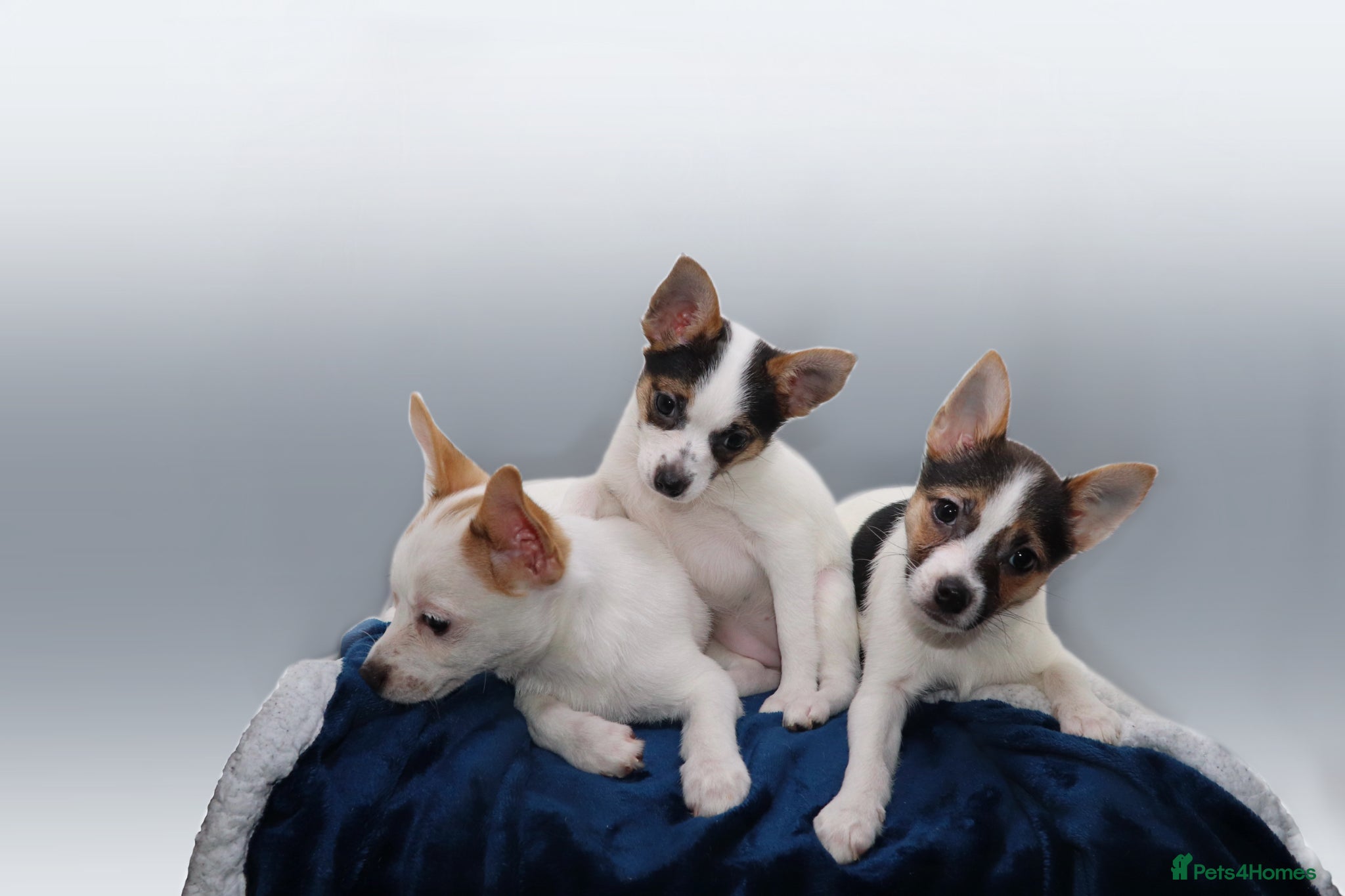Mixed Breed dogs 3 Small Mixed breed puppies  - Advert 1