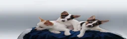 Mixed Breed dogs for sale: 3 Small Mixed breed puppies  in Manchester - Advert 1