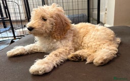 Cockapoo dogs for sale: *READY NOW* Beautiful F1b Cockapoo Puppies - Image 24
