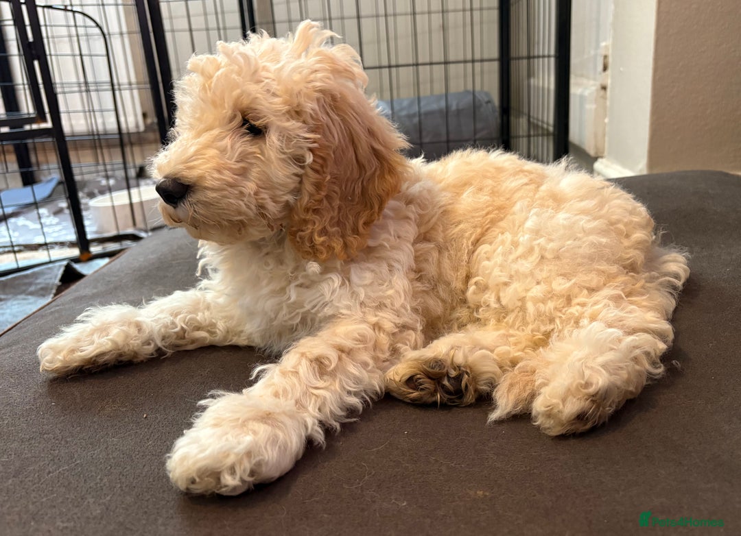 Cockapoo dogs for sale: *READY NOW* Beautiful F1b Cockapoo Puppies - Image 24