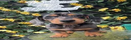 Dachshund dogs for sale: Dapple boy  - Advert 3