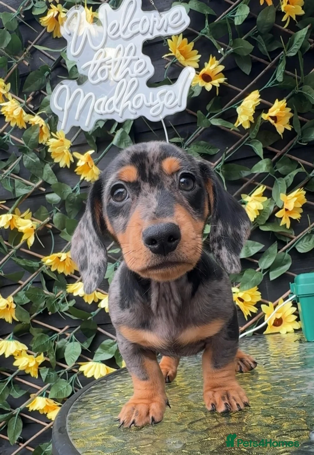 Dachshund dogs for sale: Dapple boy  - Advert 3